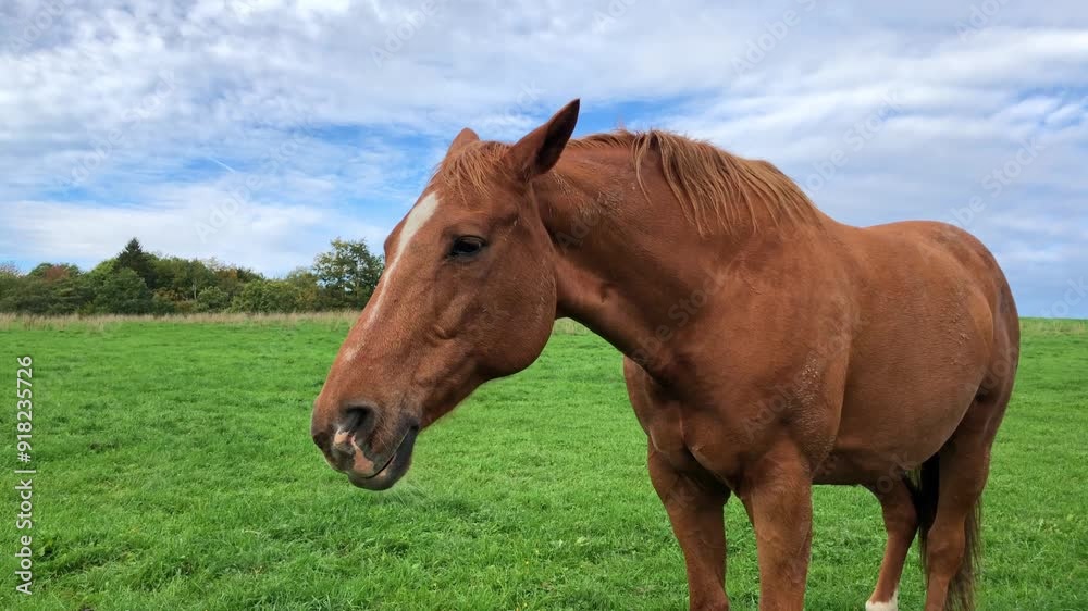 Brown horse standing in the meadow on a pasture in the rural countryside Brown horse standing in the meadow on a pasture in the rural countryside