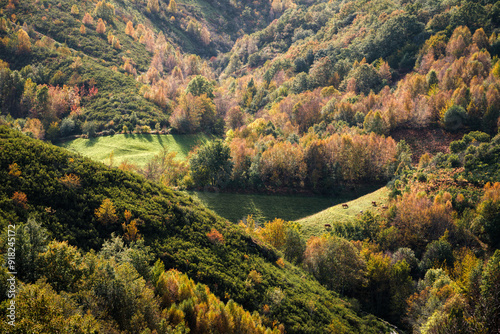 Autumn scene between forests and meadows in Ancares