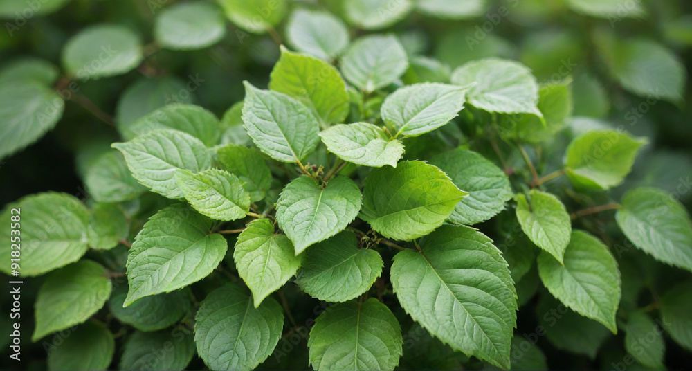 green leaves background green leaves background