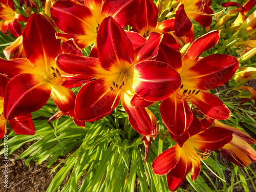 Daylilies Growing In The City Garden In Summer