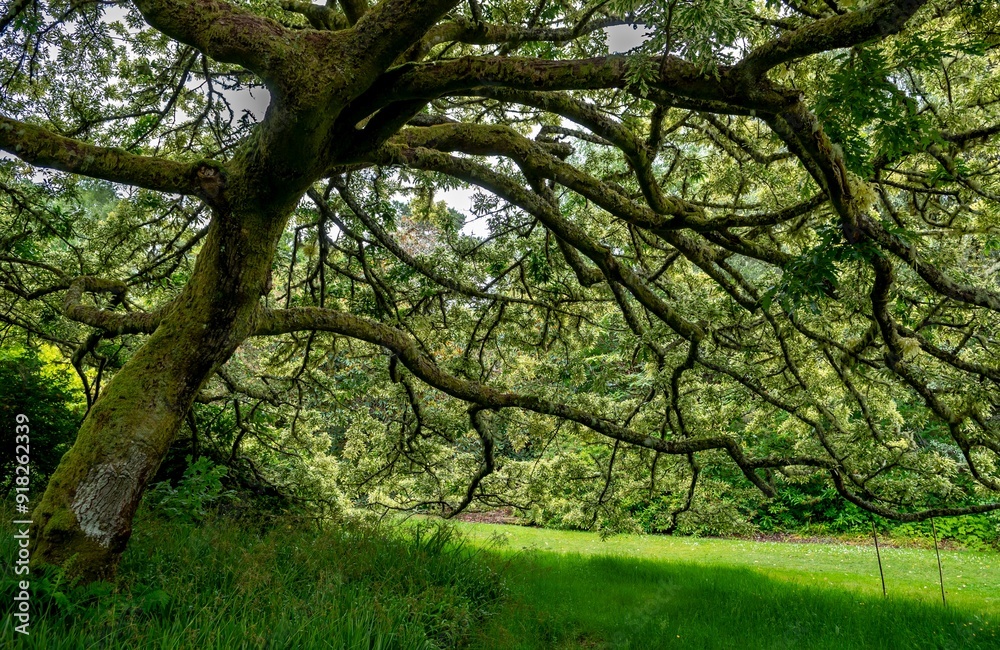 Old Oak Tree With Bark Full Of Lichen In Inverewe Botanic Garden In Scotland, UK Old Oak Tree With Bark Full Of Lichen In Inverewe Botanic Garden In Scotland, UK