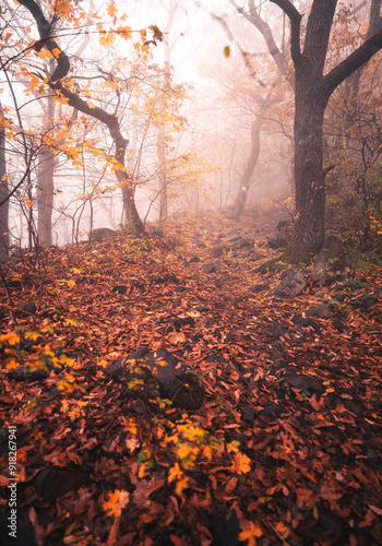 Nice autumnal scene in the forest