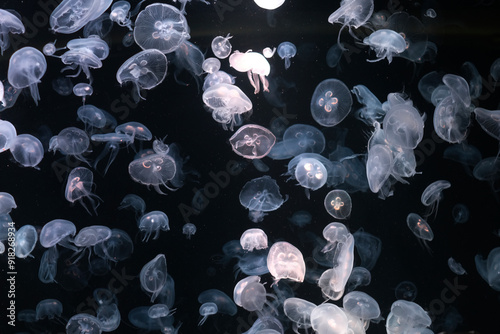 Moon jellyfish in aquarium,underwater