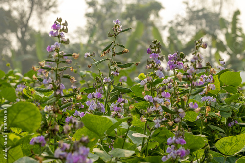 Purple color hyacinth bean vegetable flower in the field of Bangladesh, Beautiful Flower of vegetable hyacinth bean photo