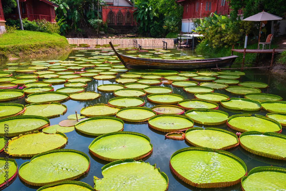 Fototapeta premium Victoria water lily giant pads on pond with traditional Thai wooden boat at Phuket, Thailand. Lake with floating green leaves of waterlily and boat. Tourism and travel landmark in Asia