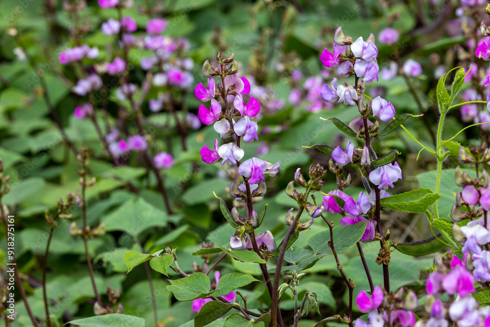 The purple hyacinth bean vegetable blooms in the garden during the winter season The purple hyacinth bean vegetable blooms in the garden during the winter season