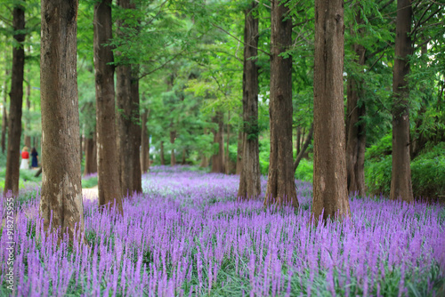 Summer scenery of the Metasequire Forest Road in Miryang-gun Park, Gyeongsangnam-do, Korea with purple broadleaf liriope flowers.