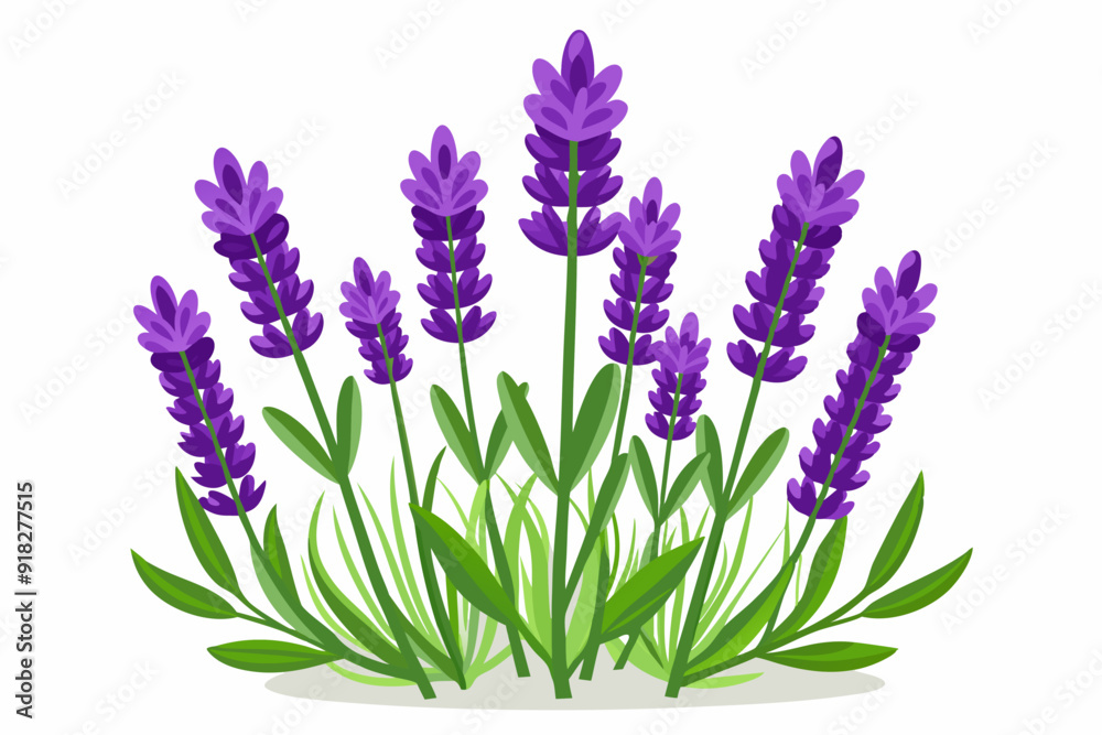 Fototapeta premium Purple Lavender Flowers with Green Leaves