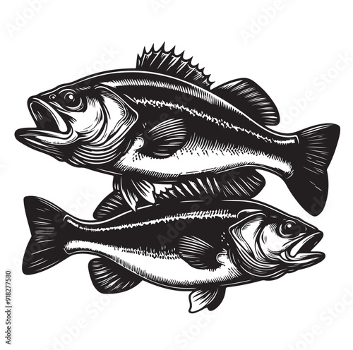 sea bass fish illustration silhouette vector