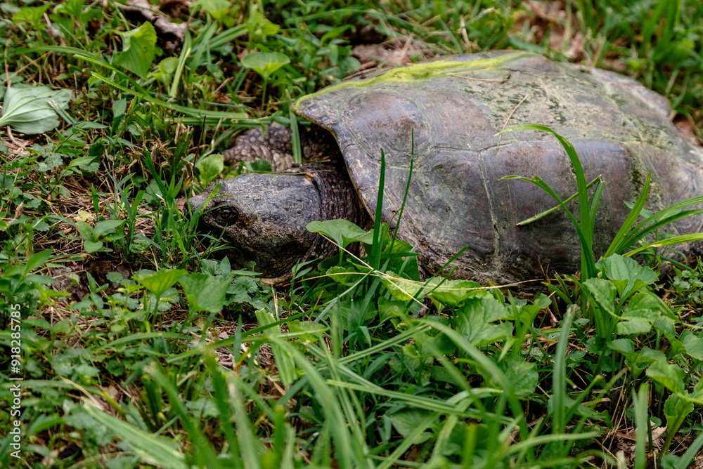 Snapping turtle with moss covered shell Snapping turtle with moss covered shell