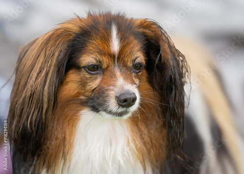 Drop eared phalene dog portrait. Portrait of white and red sable Phalene or Continental Toy spaniel.  photo