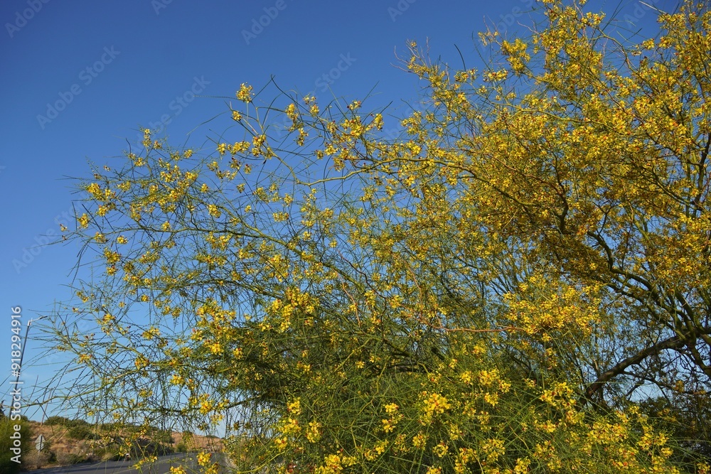 Palo verde or Jerusalem thorn or parkinsonia aculeata tree leaves, branches and yellow flowers in Attica, Greece Palo verde or Jerusalem thorn or parkinsonia aculeata tree leaves, branches and yellow flowers in Attica, Greece
