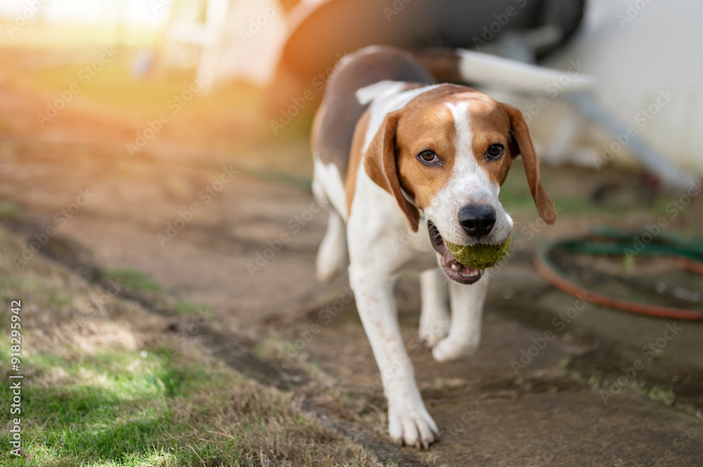Beagle dog carry tennis ball in his mouth Beagle dog carry tennis ball in his mouth