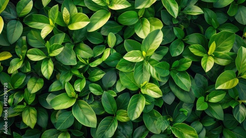 Abstract background of green leaves