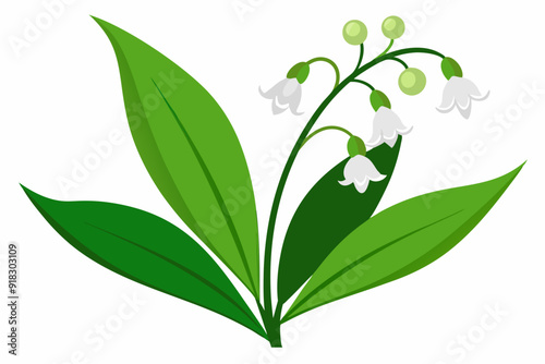 White Lily of the Valley Flowers with Green Leaves