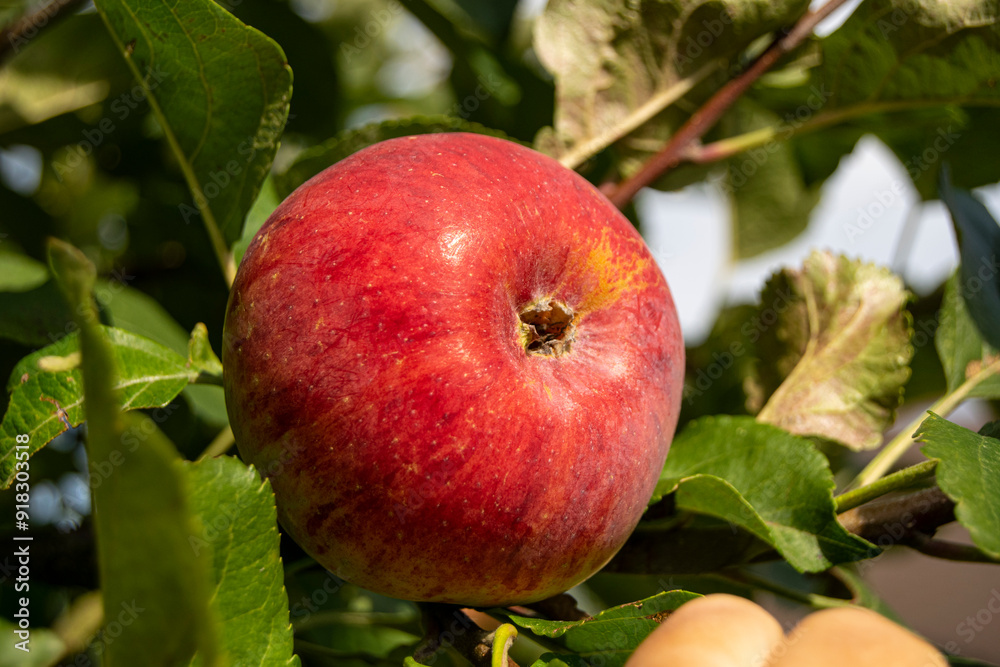 Red apple grows on a tree. The fruit is fresh, ripe, juicy. Summer garden, close-up. Agricultural products of Europe. Red apple grows on a tree. The fruit is fresh, ripe, juicy. Summer garden, close-up. Agricultural products of Europe.
