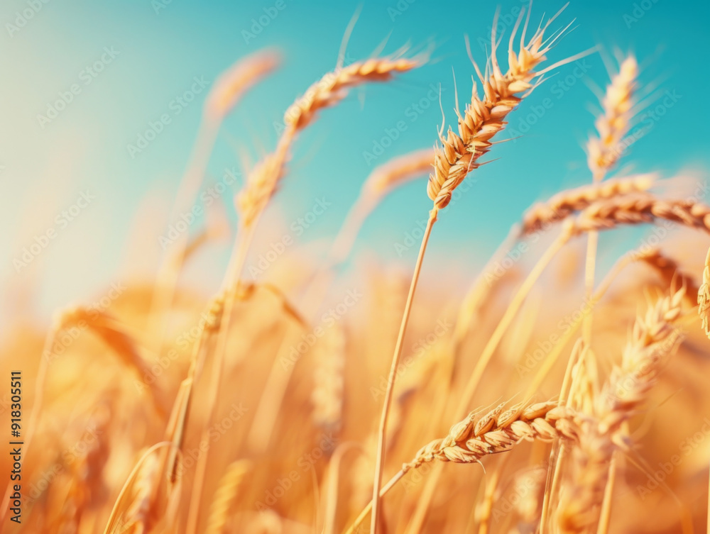 Fototapeta premium Golden Wheat Stalks Swaying in a Summer Field