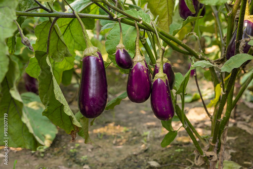 Beautiful purple eggplant or Brinjal growing on a green Garden.