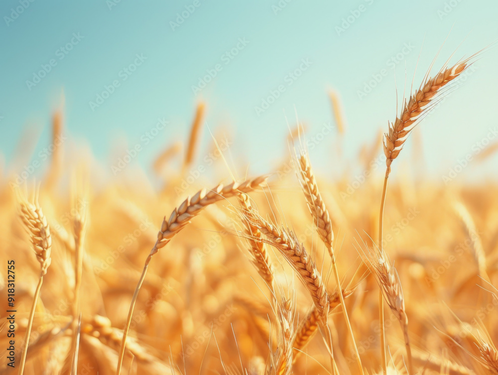 Golden Wheat Stalks in a Field Under a Blue Sky Golden Wheat Stalks in a Field Under a Blue Sky