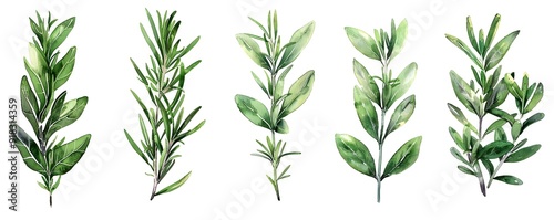 Elegant Watercolor Rosemary Leaves Scattered on White for Natural Aesthetic Concept
