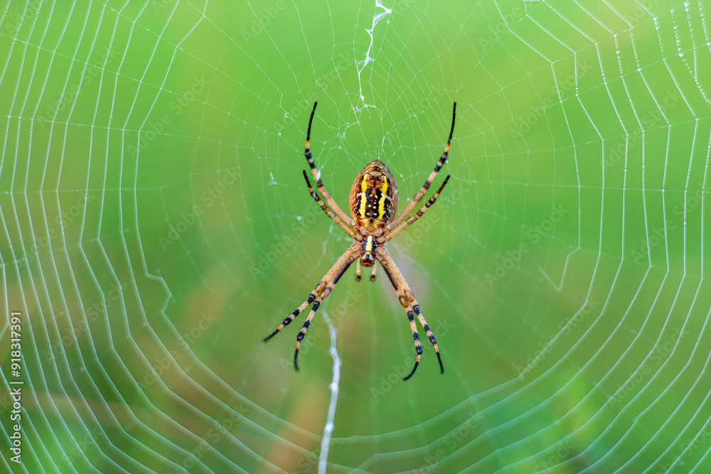 Ragno vespa, Argiope bruennichi, sopra la sua ragnatela. sfondo verde naturale dell'erba. Ragno vespa, Argiope bruennichi, sopra la sua ragnatela. sfondo verde naturale dell'erba.