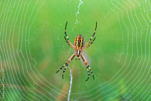 Ragno vespa, Argiope bruennichi, sopra la sua ragnatela. sfondo verde naturale dell'erba.