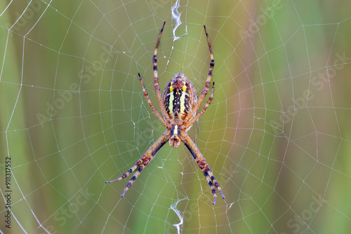 Ragno vespa sulla sua ragnatela in mezzo all'erba del prato. Argiope bruennichi.