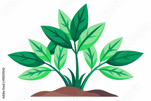 A Lush Green Plant with Multiple Leaves Growing from Brown Soil