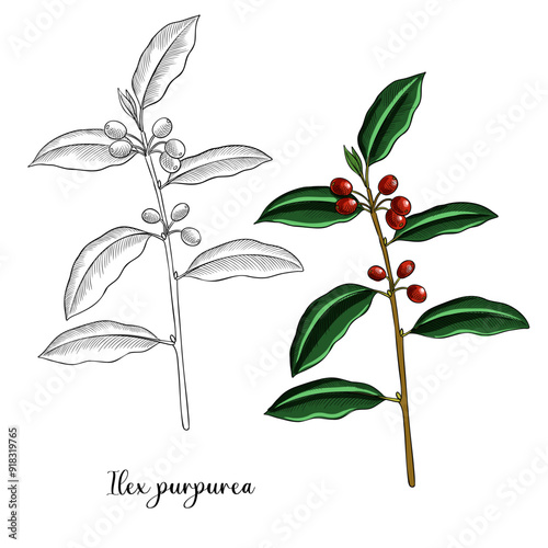 vector drawing plant of purple holly,ilex purpurea , herb of traditional chinese medicine, hand drawn illustration