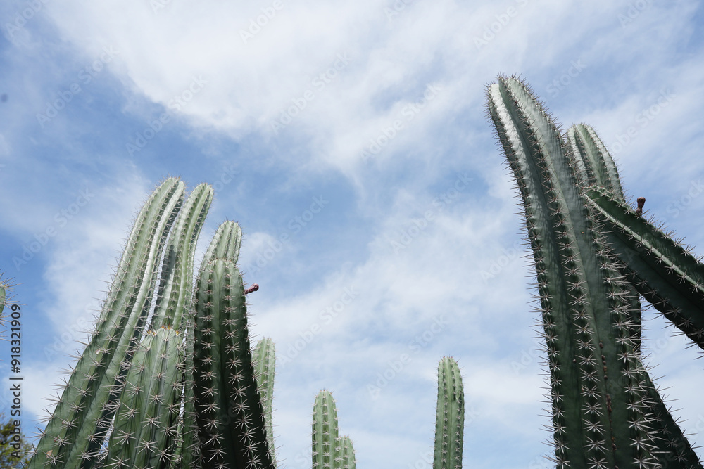 tall cactus low angle with blue sky tall cactus low angle with blue sky
