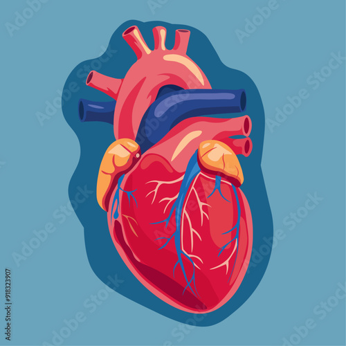 Heart organ vector illustration