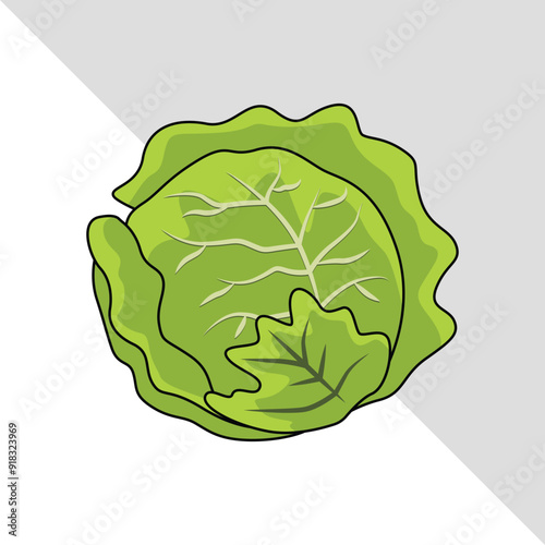 cabbage vegetable vector illustration with leaves isolated graphic.eps