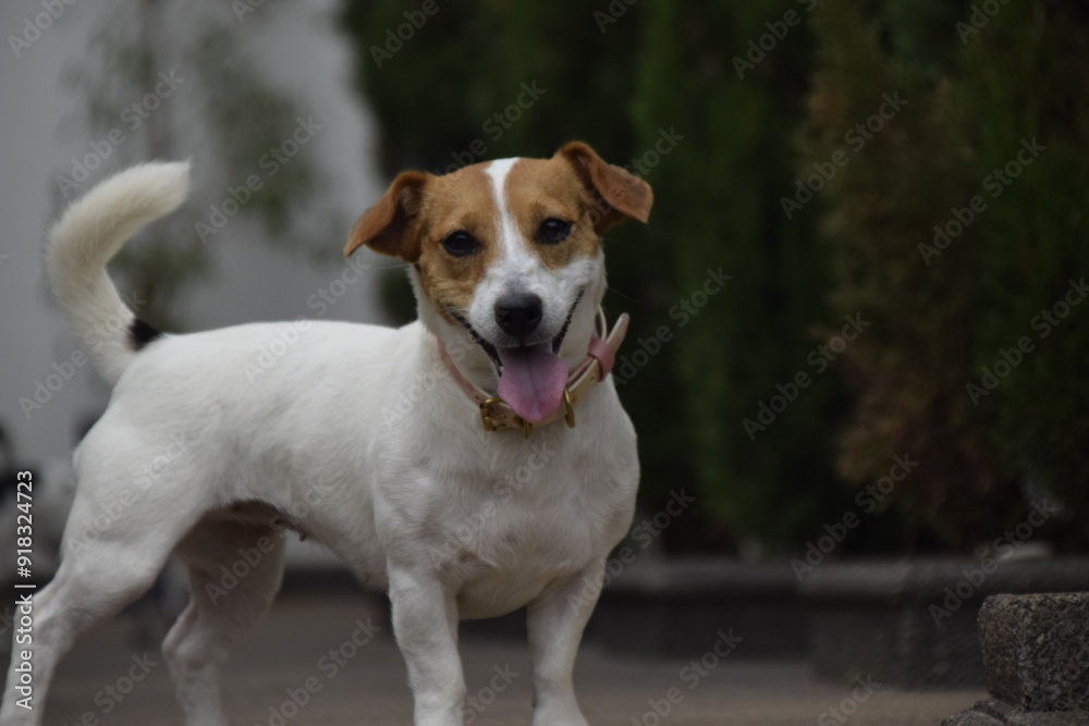 Três cães Jack Russel terrier felizes com uma bola Três cães Jack Russel terrier felizes com uma bola
