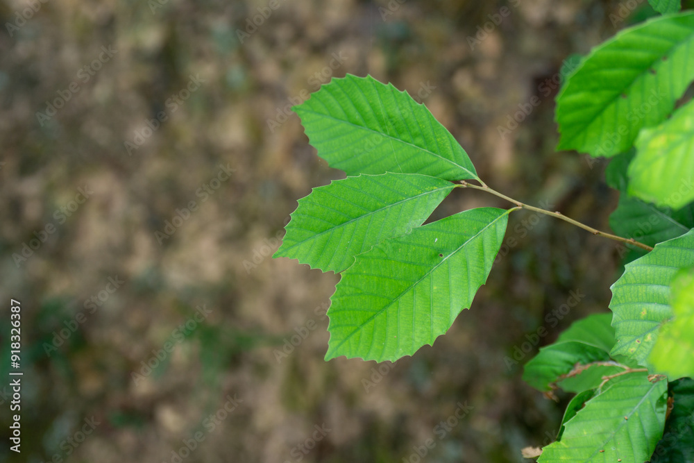 green leaves green leaves