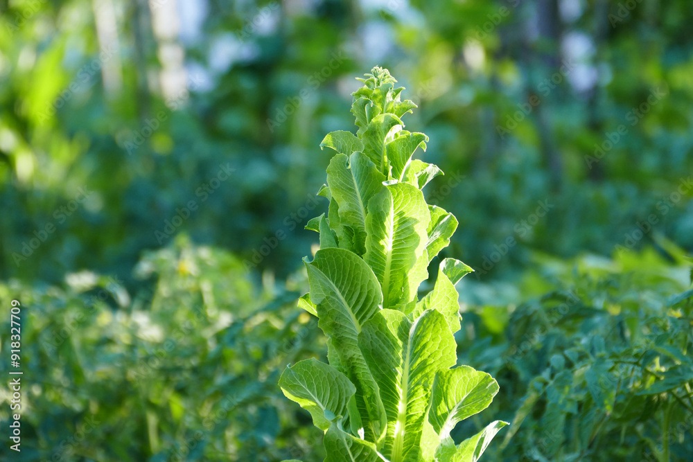 lettuce plant that will grow and produce seeds, lettuce plant for seeds,