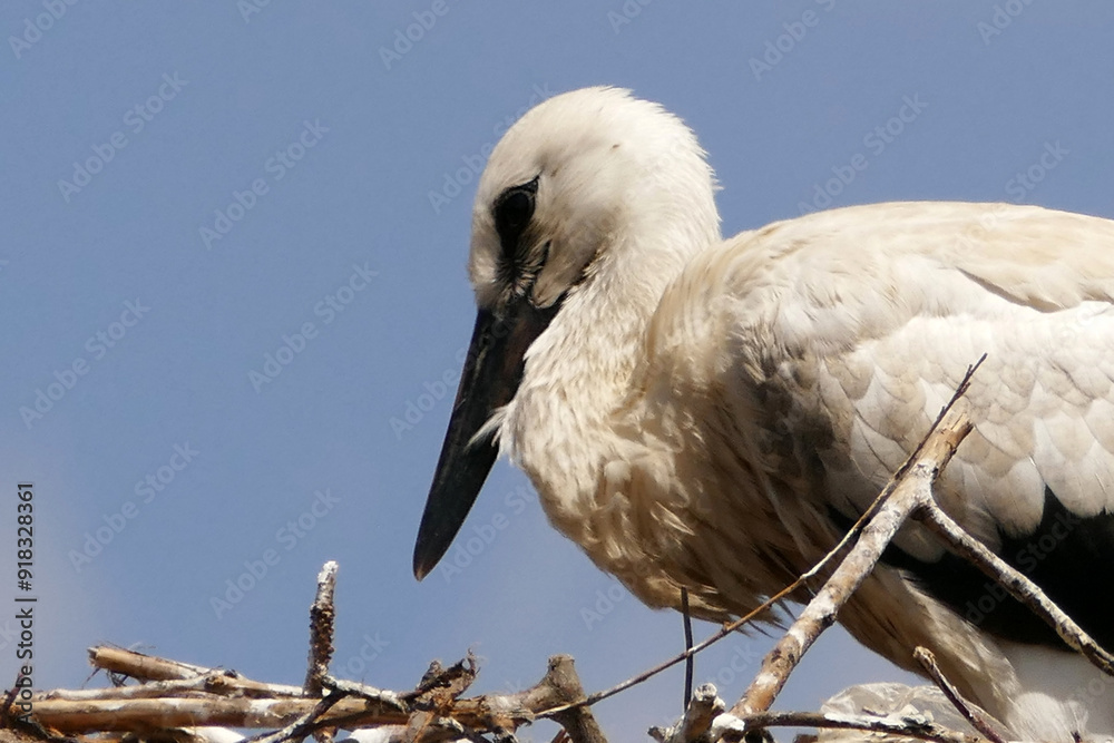 Storks return to their nests in spring and raise their young