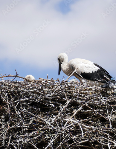 Storks return to their nests in spring and raise their young