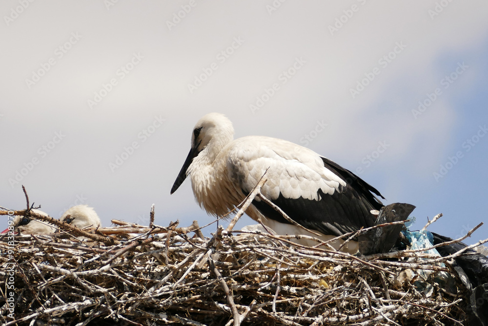 Storks return to their nests in spring and raise their young