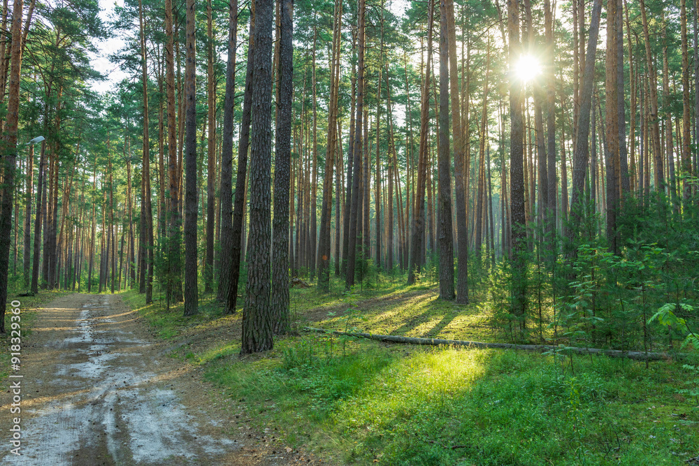 Obraz premium A dirt path winds its way through a dense pine forest, sunlight streaming through the tall trees and illuminating the lush green undergrowth.