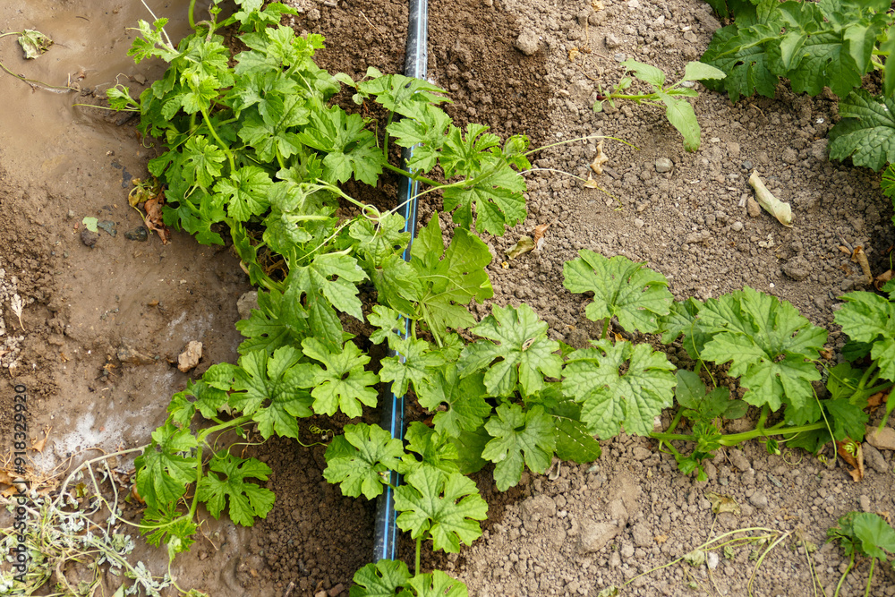 medicinal bitter melon plant planted in the garden, close-up of bitter melon plant,