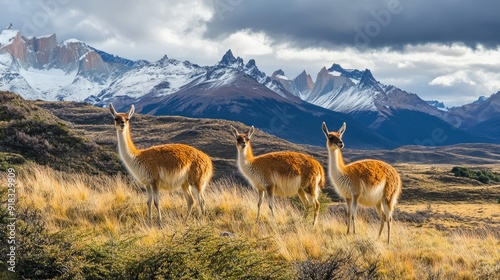 Guanacos in Patagonia