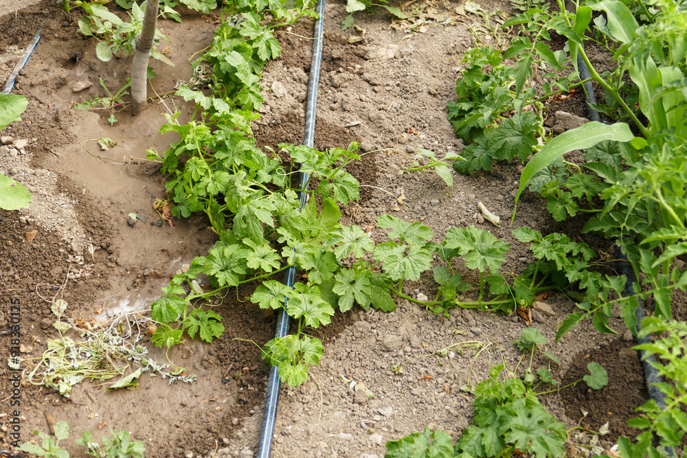 bitter melon plant, close-up shot of bitter melon plant,