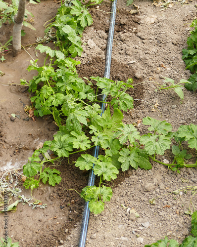 medicinal bitter melon plant planted in the garden, close-up of bitter melon plant,