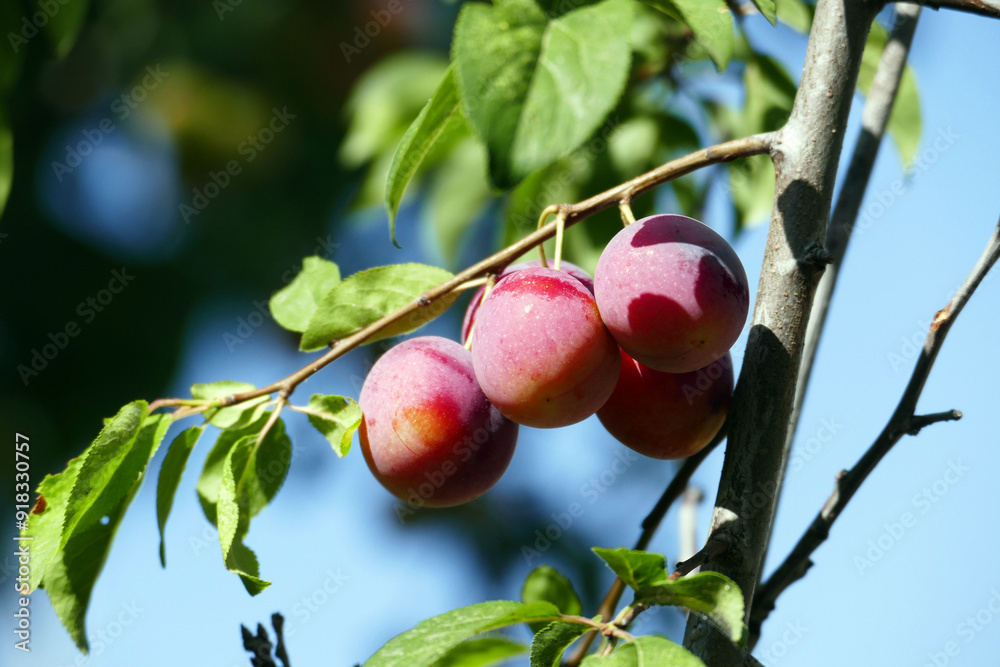 There are bunches of plums on the plum tree whose fruits are ripening,