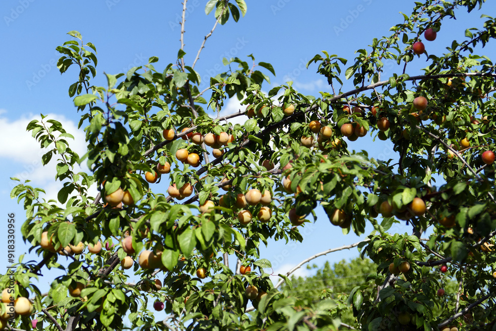 There are bunches of plums on the plum tree whose fruits are ripening,