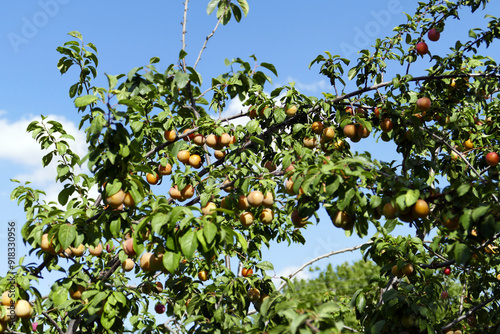 Obraz na płótnie There are bunches of plums on the plum tree whose fruits are ripening, w salonie