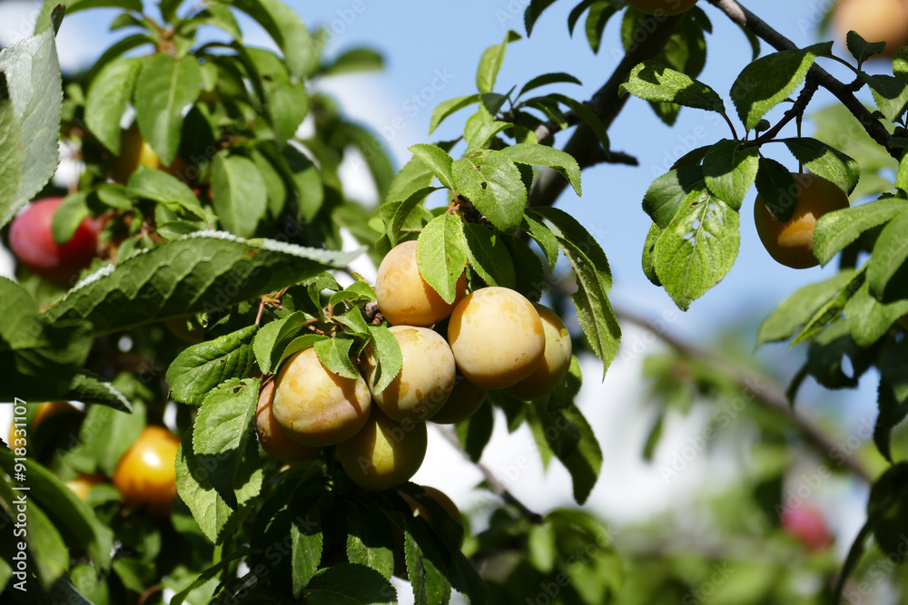 There are bunches of plums on the plum tree whose fruits are ripening,