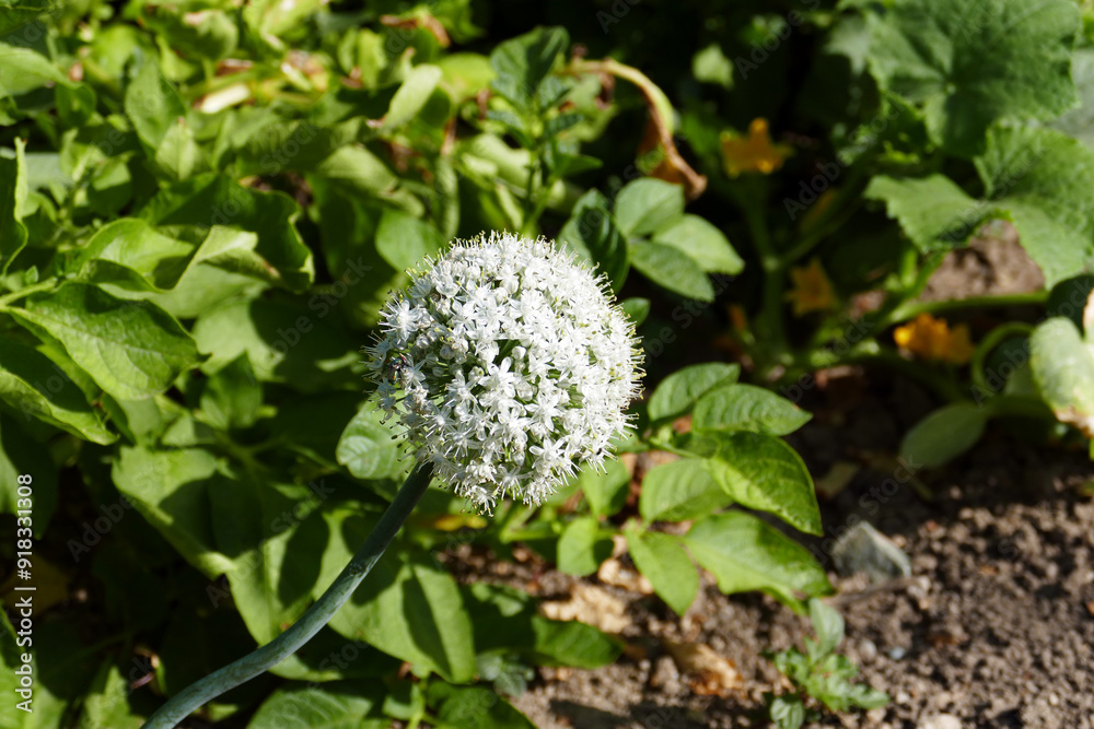 The seeds formed on the tops of aging onions planted in the garden,