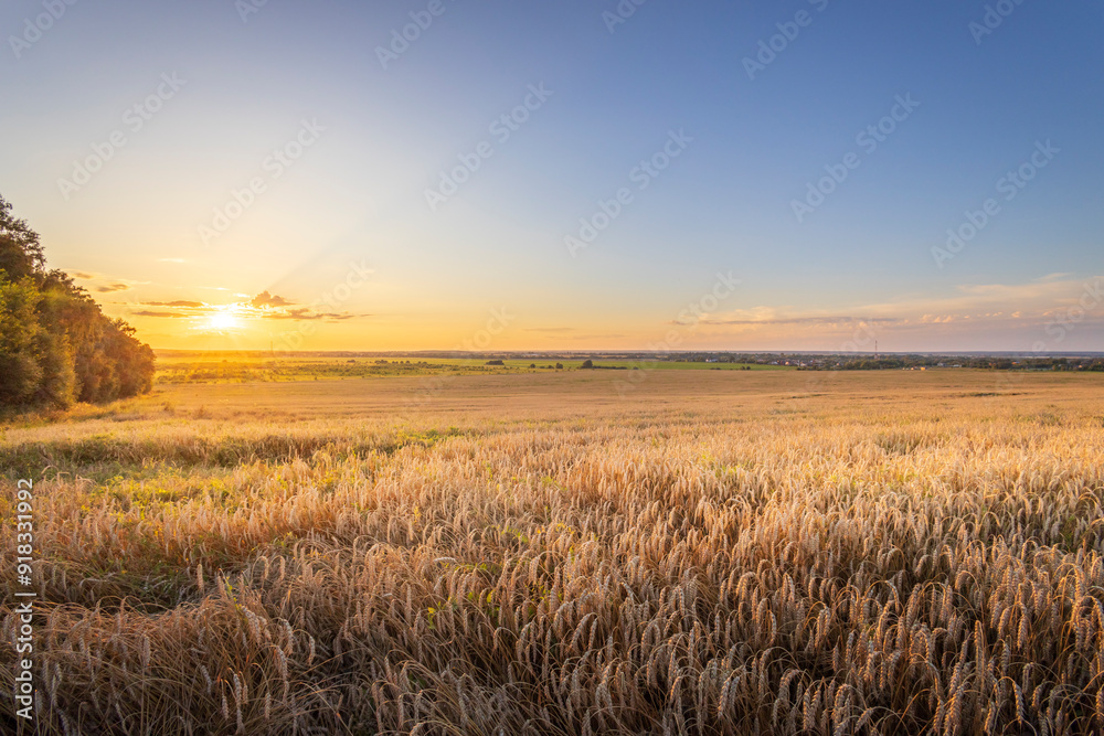 Obraz premium A field of tall grass with a sun setting in the background