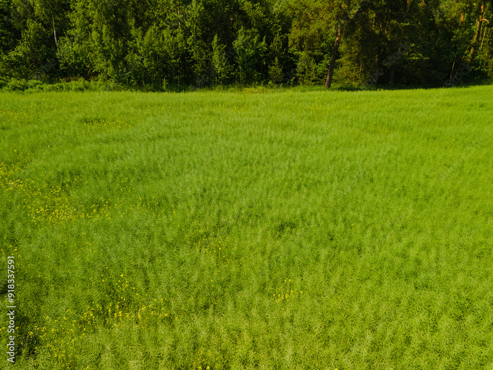 Fototapeta premium Landscape view from drone, green fields and forest, sky with white clouds. 